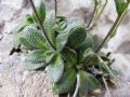 Arabis bellidifolia subsp. stellulata